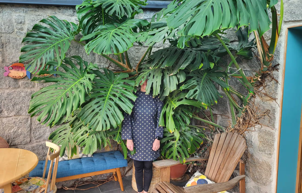 Cover - House plants