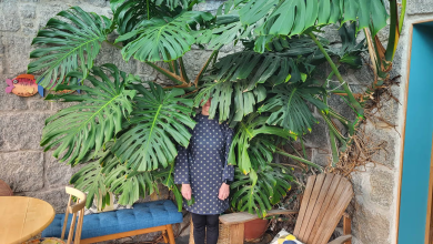 Cover - House plants