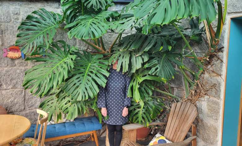 Cover - House plants