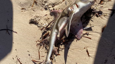 Cover - sea Sharks