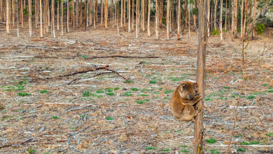 cover - koala Victoria Wildlife