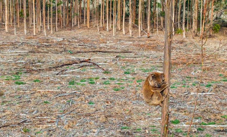 cover - koala Victoria Wildlife