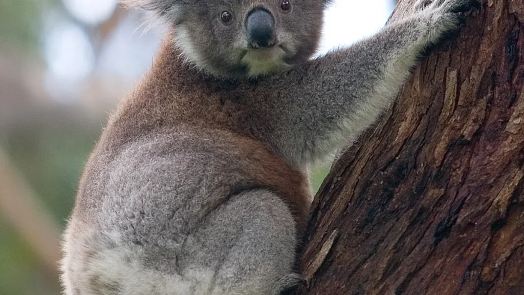 A koala climbing a tree in the Great Otway National Park, Victoria.