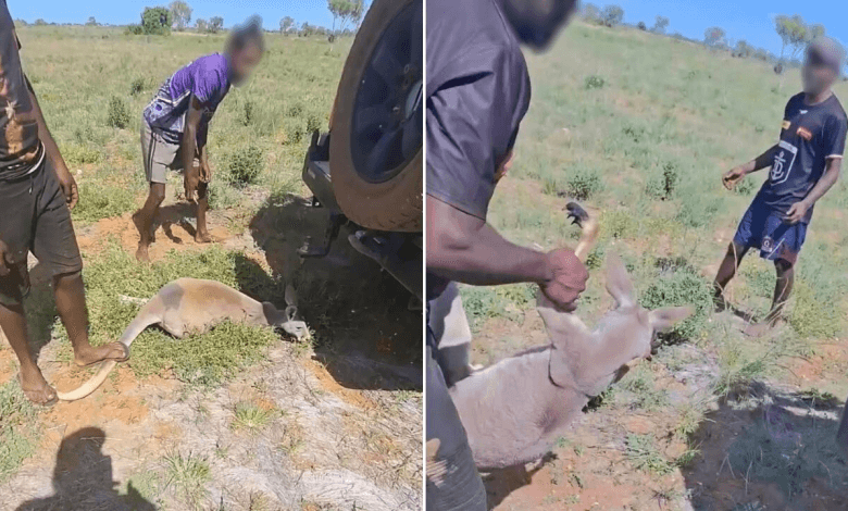 Kangaroo