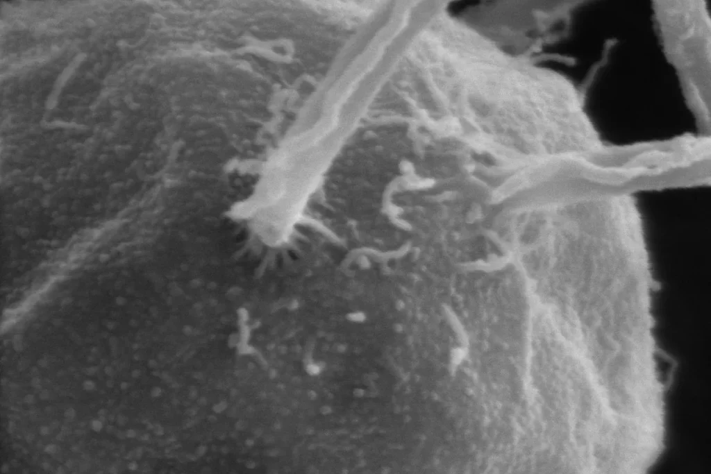 A grey scanning electron microscope close-up of the surface of a single-celled Chlamydomonas reinhardtii alga, with flagella arching across the frame.