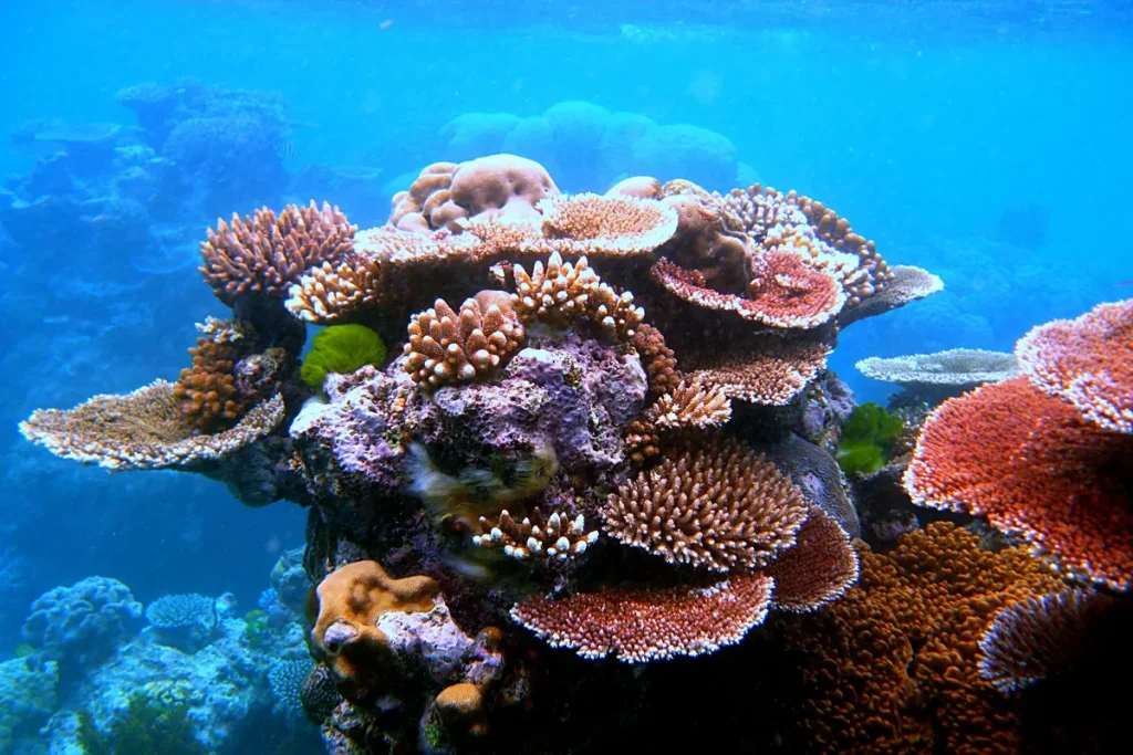 A coral outcrop of branching and plate corals in orange, pink and purple on Flynn Reef, under clear blue water.