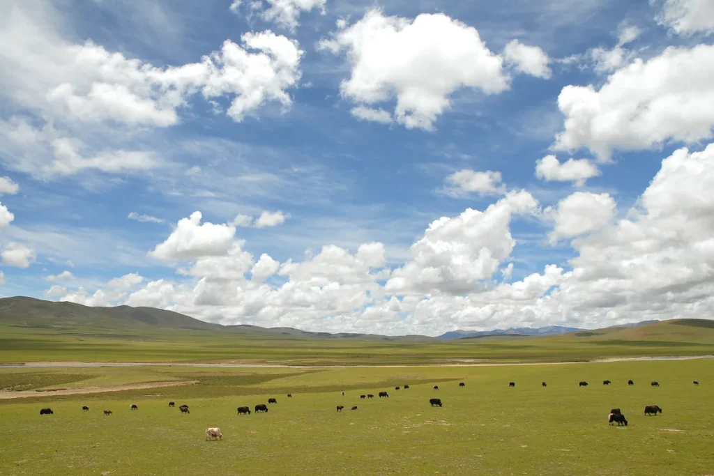 Wide green grassland on the Tibetan plateau with scattered grazing yaks, low hills on the horizon and a blue sky full of white cumulus clouds.